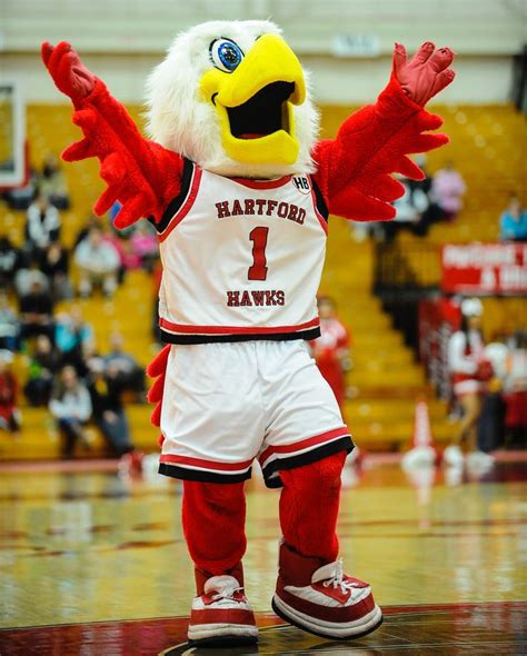 Hartford Hawks mascot, Howie the Hawk | Mascot, Team mascots, Bear logo