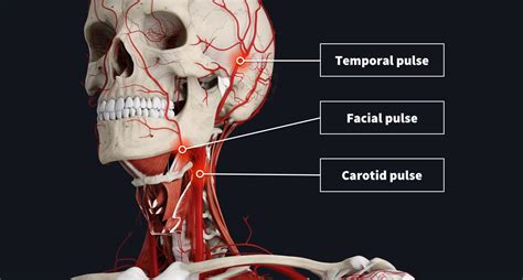 The anatomy of your pulse | Complete Anatomy