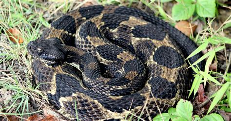 Species Spotlight: Timber rattlesnake