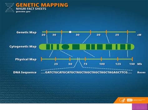 Genetic mapping