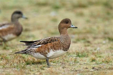 Female Eurasian Wigeon | BirdNote