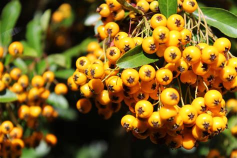 Yellow Wild Berries by ak1508 on DeviantArt