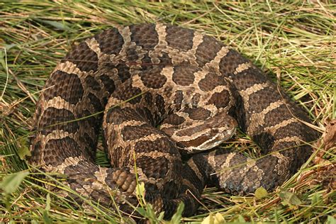 Eastern Massasauga Rattlesnake | Flickr - Photo Sharing!