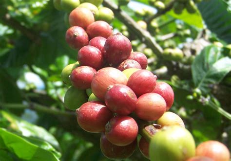 Kopi Robusta – Catatan Akhir Mahendra