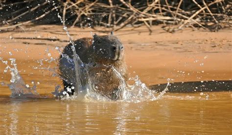 How To Build A Capybara Swimming Space (Best Ultimate Guide)