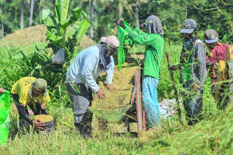 IN WESTERN VISAYAS | NFA ramps up palay procurement