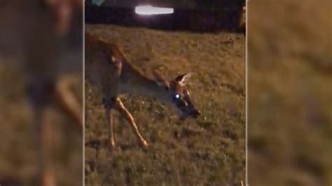 They record a zombie deer in the garden of a house in the United States, will the infection ...