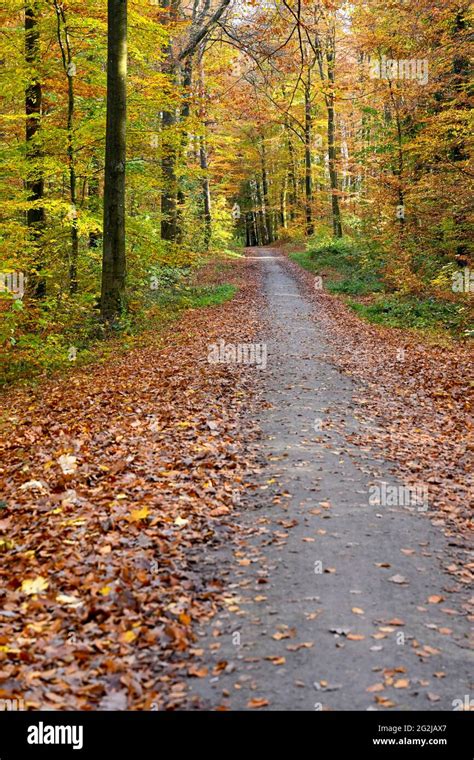 Forest path with autumn leaves Stock Photo - Alamy