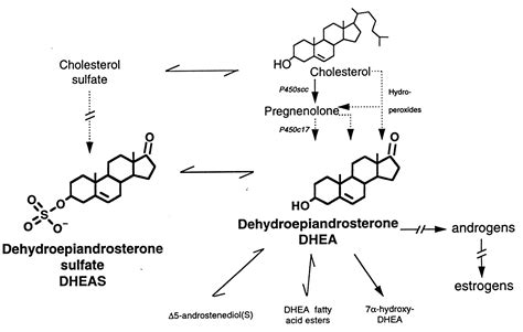 Dehydroepiandrosterone (DHEA) and dehydroepiandrosterone sulfate (DHEAS ...