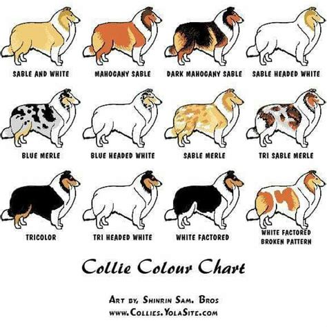 Collie Color Chart