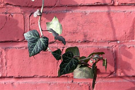 Ivy Creeper Green - Free photo on Pixabay - Pixabay