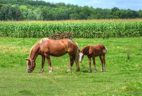 Broodmare and Foal | William Garrett | Flickr