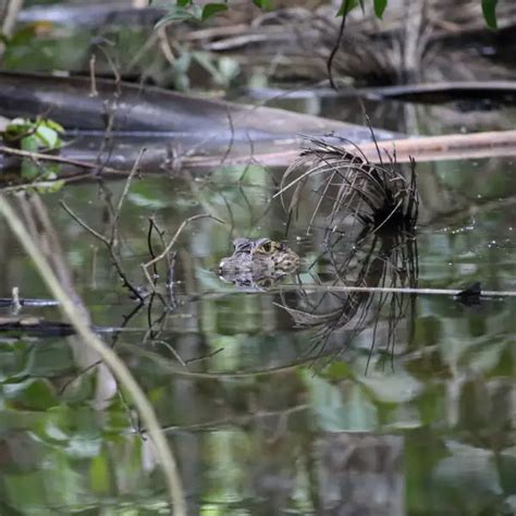 Spectacled Caiman - Facts, Diet, Habitat & Pictures on Animalia.bio