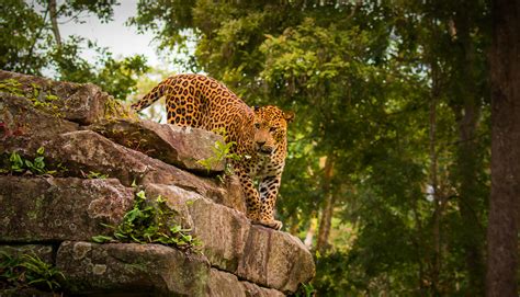 Best Places To Experience Wildlife In Karnataka