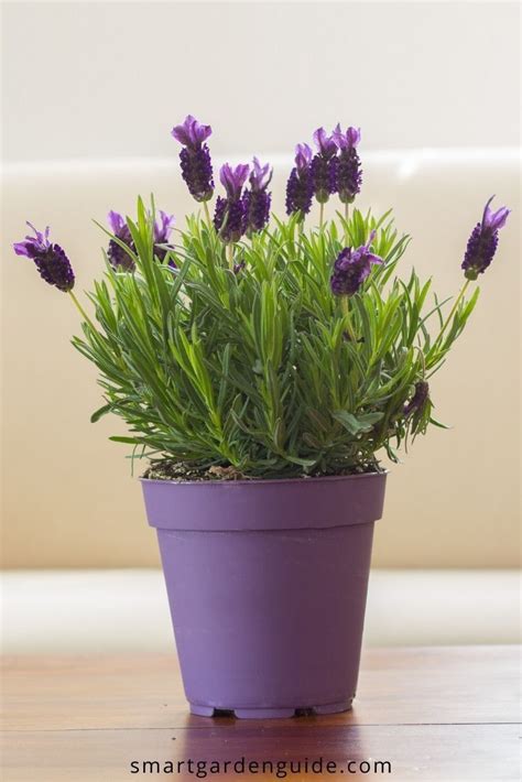 How To Care For Lavender Indoors - 9 Essential Tips - Smart Garden ...