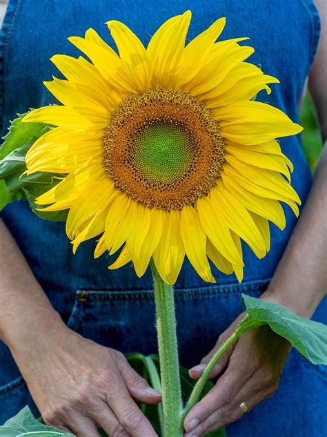 Burpee Seeds and Plants - Home Garden, Vegetable Seeds, Annual Flowers - Burpee