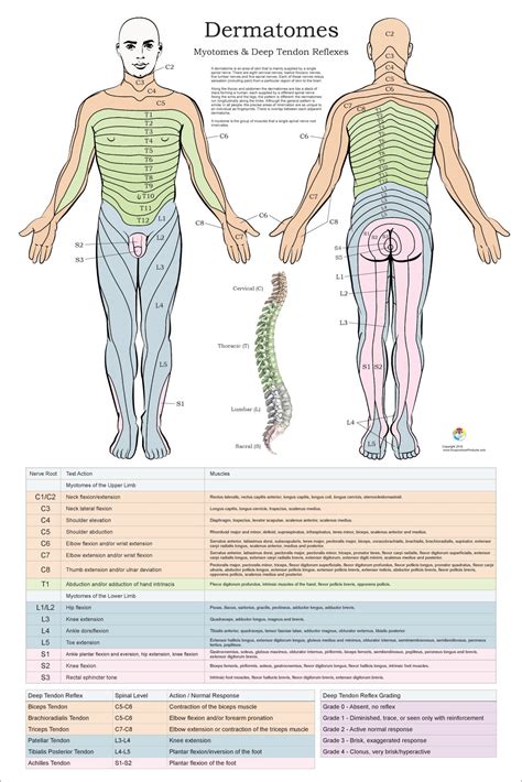 DERMATOMES AND MYOTOMES CHART PDF | Dermatome Map