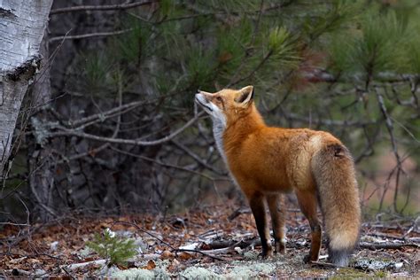 Ann Brokelman Photography: Red Fox climbing a tree!!!!