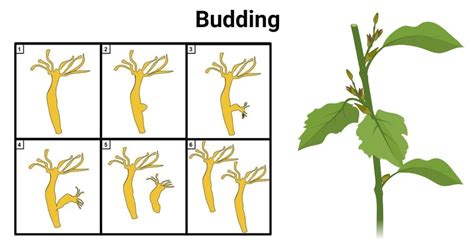 Budding: Asexual Reproduction in Plants and Hydra