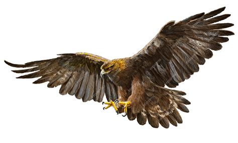 Golden Eagle Flying Drawing