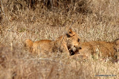 DSC_3909 | Lion cubs feeding | Arno Meintjes | Flickr