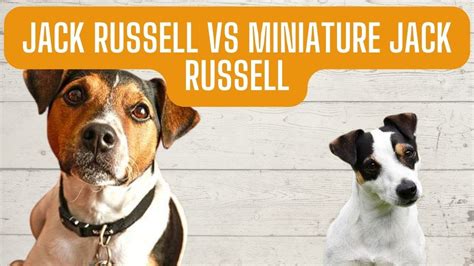 Jack Russell vs miniature Jack Russell - YouTube