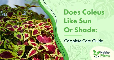 Do Coleus Like Sun Or Shade: [Complete Care Guide]