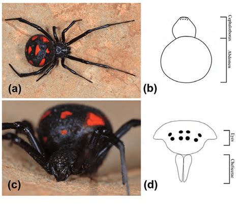 Close up of a Latrodectus tredecimguttatus individual in dorsal view... | Download Scientific ...