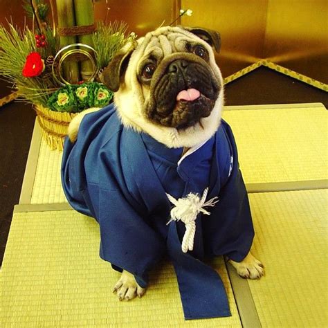 Rosie wears a formal kimono for men. 着物で正装。 | Cute pugs, Pug obsessed, Japanese dogs