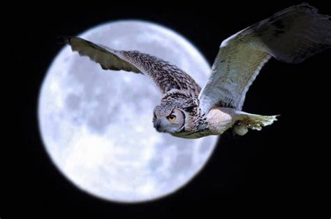 OWL FLYING IN FRONT OF THE MOON | Buhos volando, Fondo de pantalla de búho, Imágenes de búho