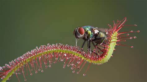 Sundew | San Diego Zoo Animals & Plants