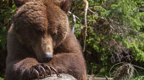 Great Bear Nature Tours | See Grizzly Bears in the Great Bear ...