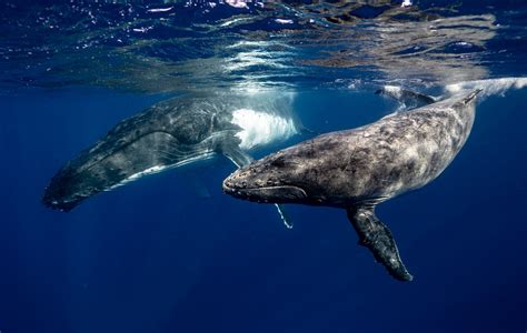 Humpback Whale Facts: Their Habitat, Diet, Size, & Much More