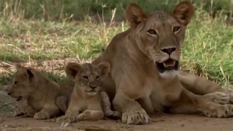 Lions: Cute Cubs to Apex Predators | BBC Earth - YouTube