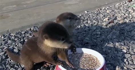 Adorable footage shows two precious baby otters squeaking while having ...