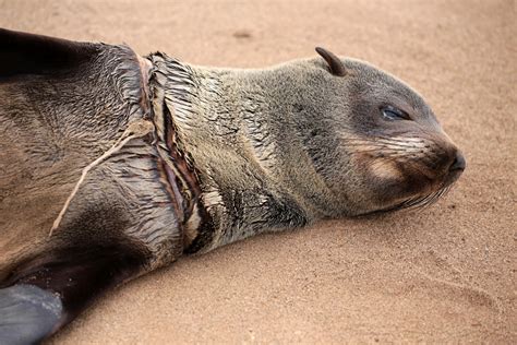 Hundreds of Cape Fur Seals Entangled in Fishing Lines and Nets Every ...