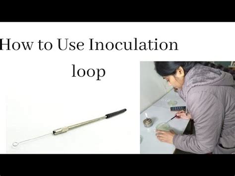 Inoculation loop | How to use inoculation loop | Microbiology laboratory - YouTube