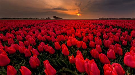 Download Landscape Red Flower Summer Flower Field Nature Tulip HD Wallpaper