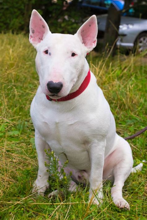 Bull Terrier Breed Information and Photos | ThriftyFun