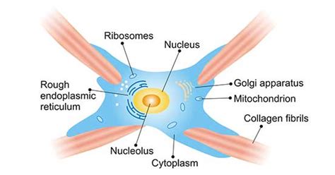 Get an Overview of Fibroblast- CUSABIO