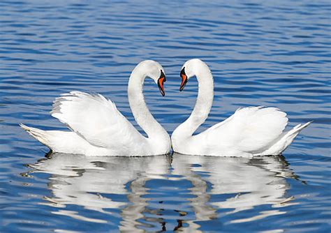 Two Swans Stock Photos, Pictures & Royalty-Free Images - iStock