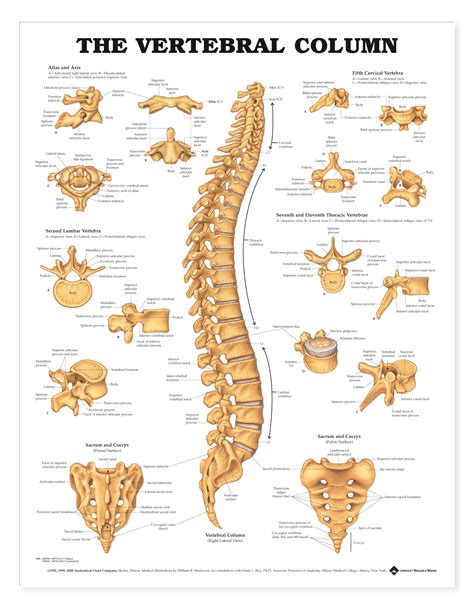 Vertebral Column - Charts | 9850