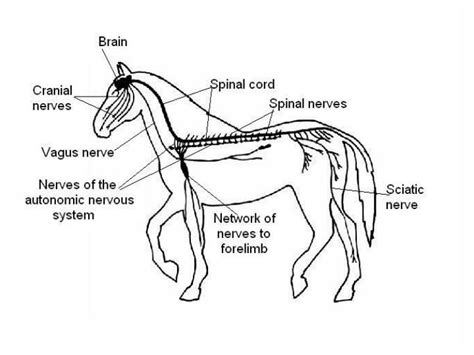 PPT - Animal Senses PowerPoint Presentation, free download - ID:2461089