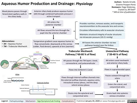 Aqueous Humor Production and Drainage | Calgary Guide