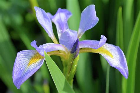 Water Iris Photograph by Bonfire Photography - Pixels