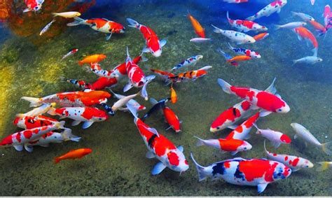 Japanese Koi Fish, 20yrs, Rs 300 /piece Aquascapers India | ID: 16182123230