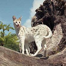 Serval - Wikipedia