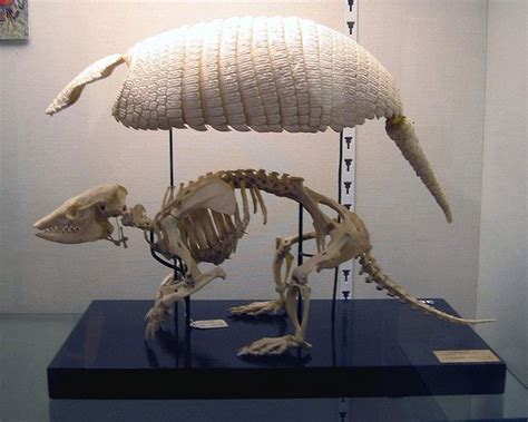 14 Armadillo in 2019 | Armadillos | Pinterest | Animal bones, Animal skeletons and Animal anatomy