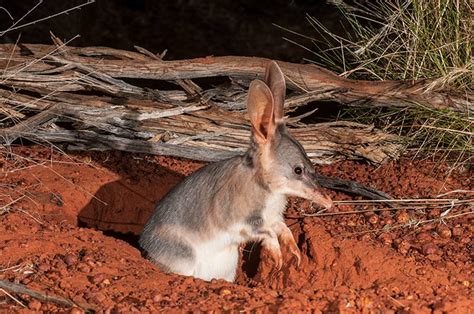 Greater bilby - Australian Conservation Foundation