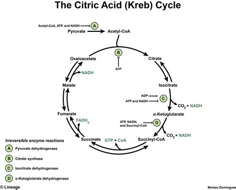 Citric Acid Cycle - Biochemistry - Medbullets Step 1